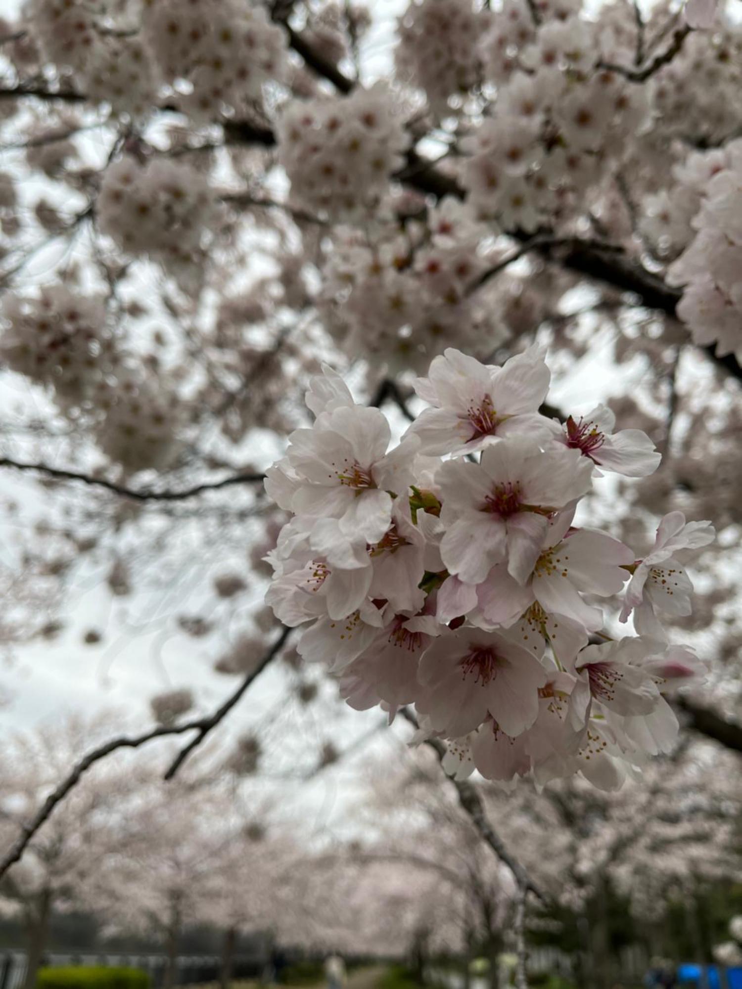 Guesthouse Atelier Ten 民泊アトリエ天 Ōsaka Eksteriør bilde